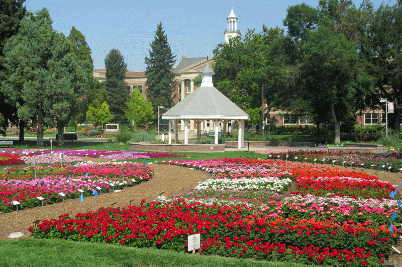 Stop and Smell the . . .&nbsp;Petunias?