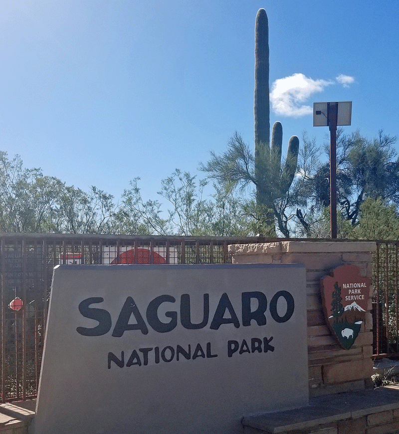 Saguaro National Park