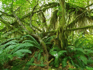 Olympic National Park