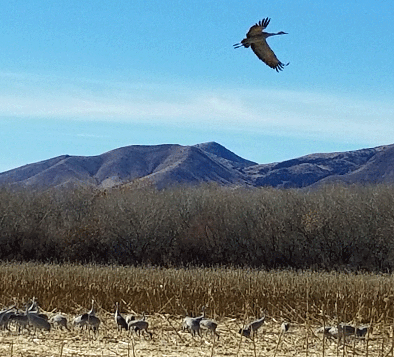 Bosque del Apache National Wildlife Refuge