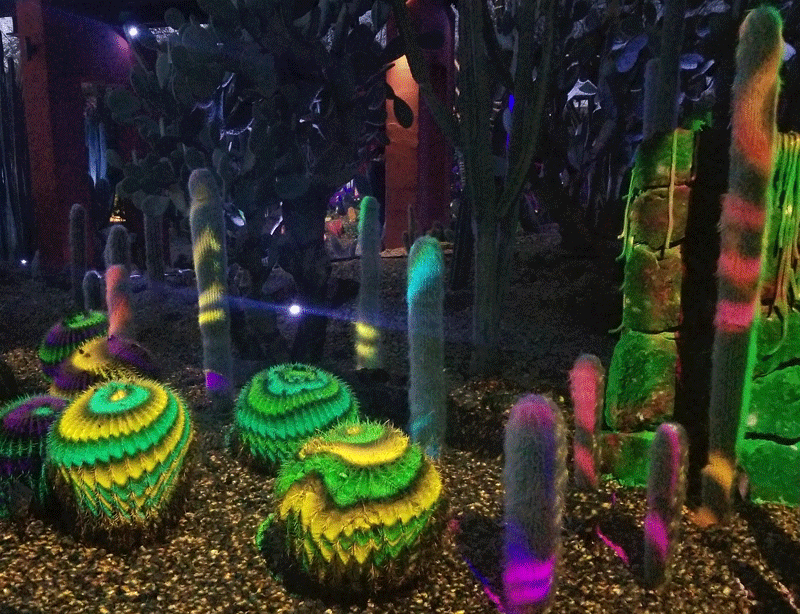 Desert Botanical Garden