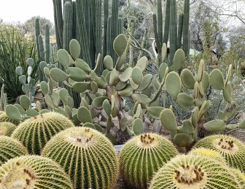 Tucson Botanical Gardens