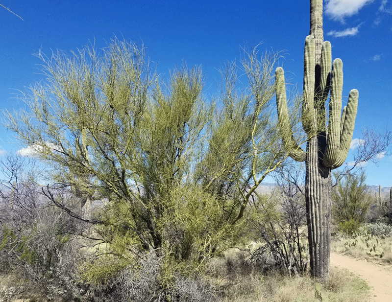 Saguaro National Park