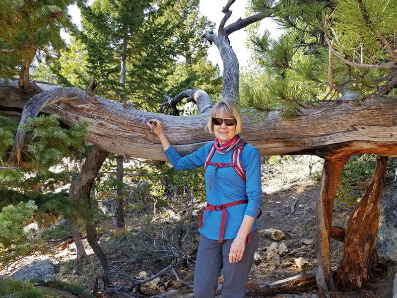 Carol examining an interesting fallen tree
