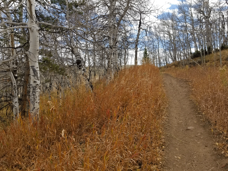 Too late for aspen leaves . . .