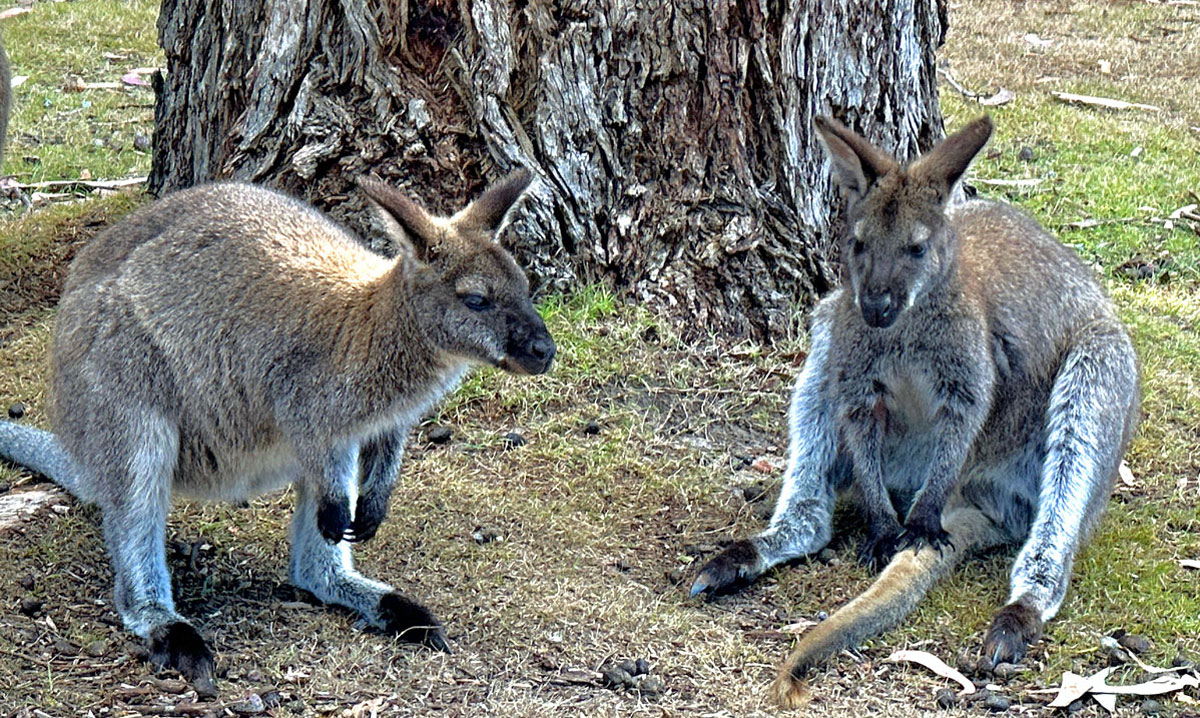 Australia’s ‘Wildlife Is Weird & Wonderful’